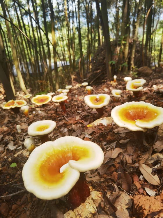 广林供应链集团森林食物莳植基地1(1).jpg